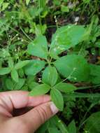 Image of licorice bedstraw