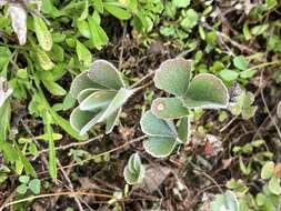 Plancia ëd Marsilea hirsuta R. Br.