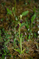 Слика од Ophrys insectifera subsp. insectifera