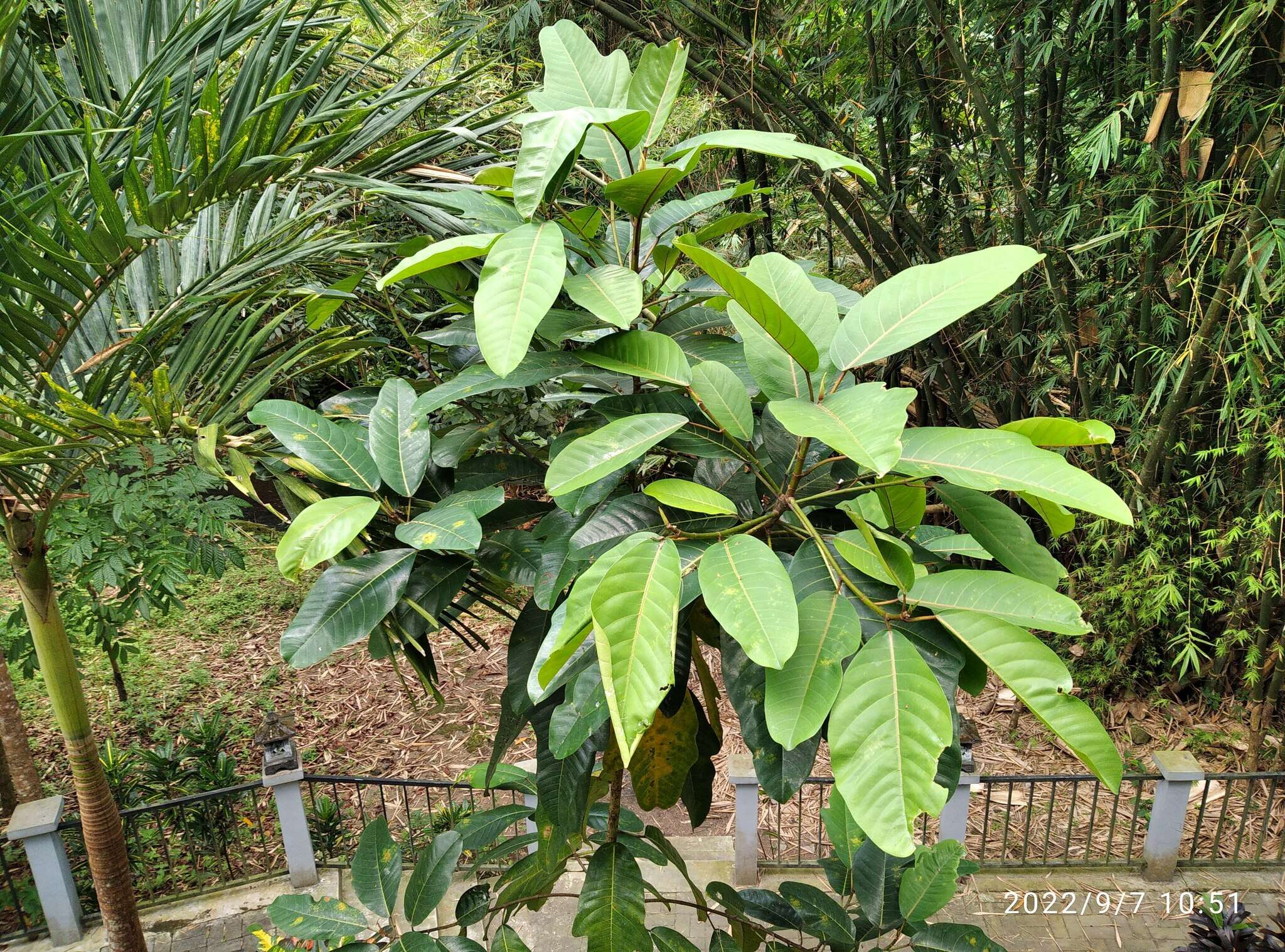 Image of Ficus callosa Willd.