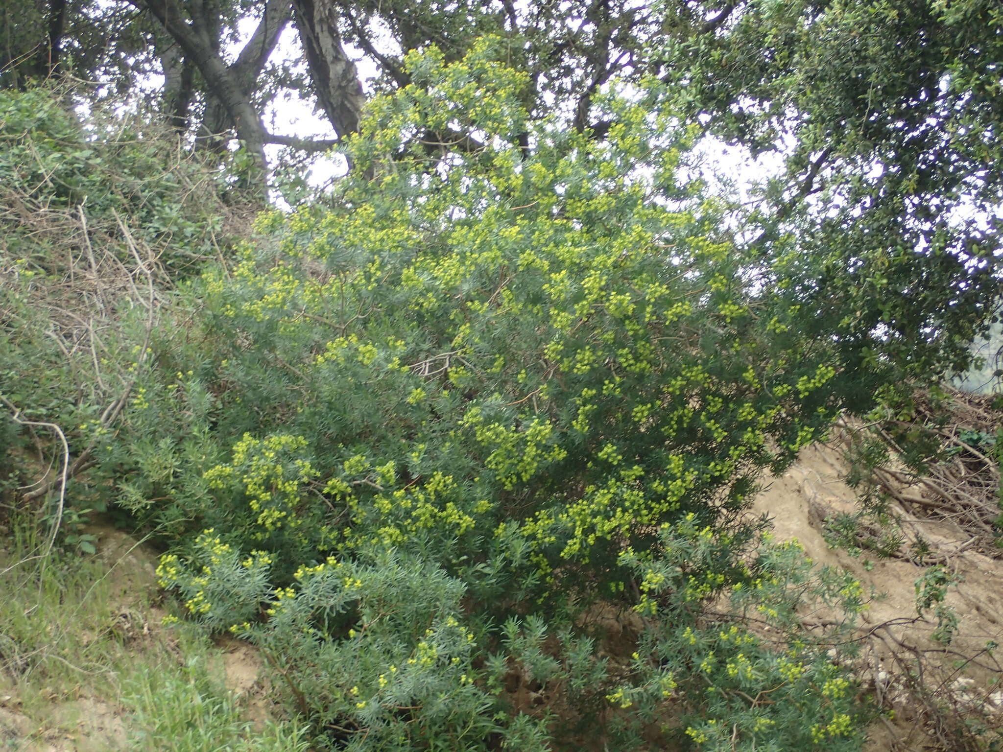 Слика од Euphorbia dendroides L.