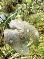 Imagem de Pleurothallis cordata (Ruiz & Pav.) Lindl.