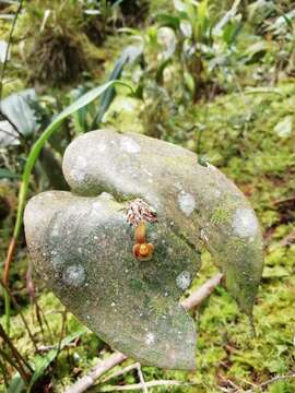 Image of Pleurothallis cordata (Ruiz & Pav.) Lindl.