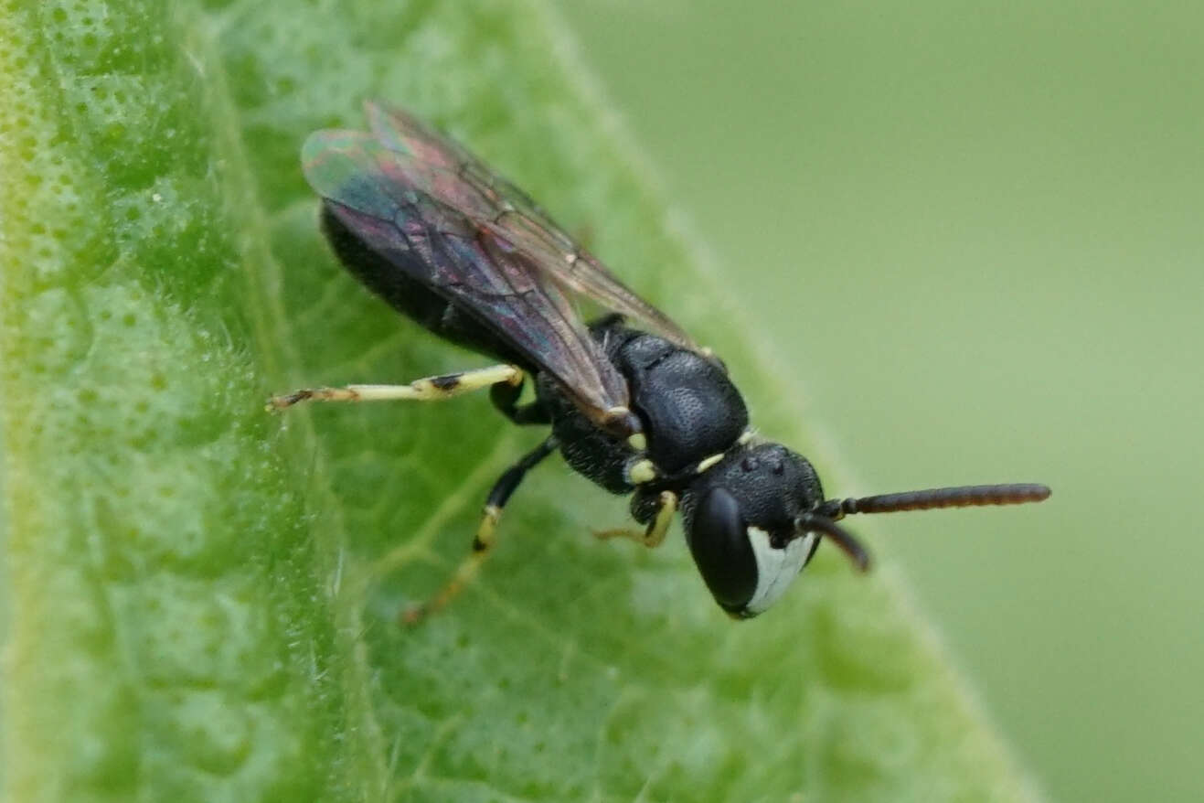 Image de Hylaeus pictipes Nylander 1852