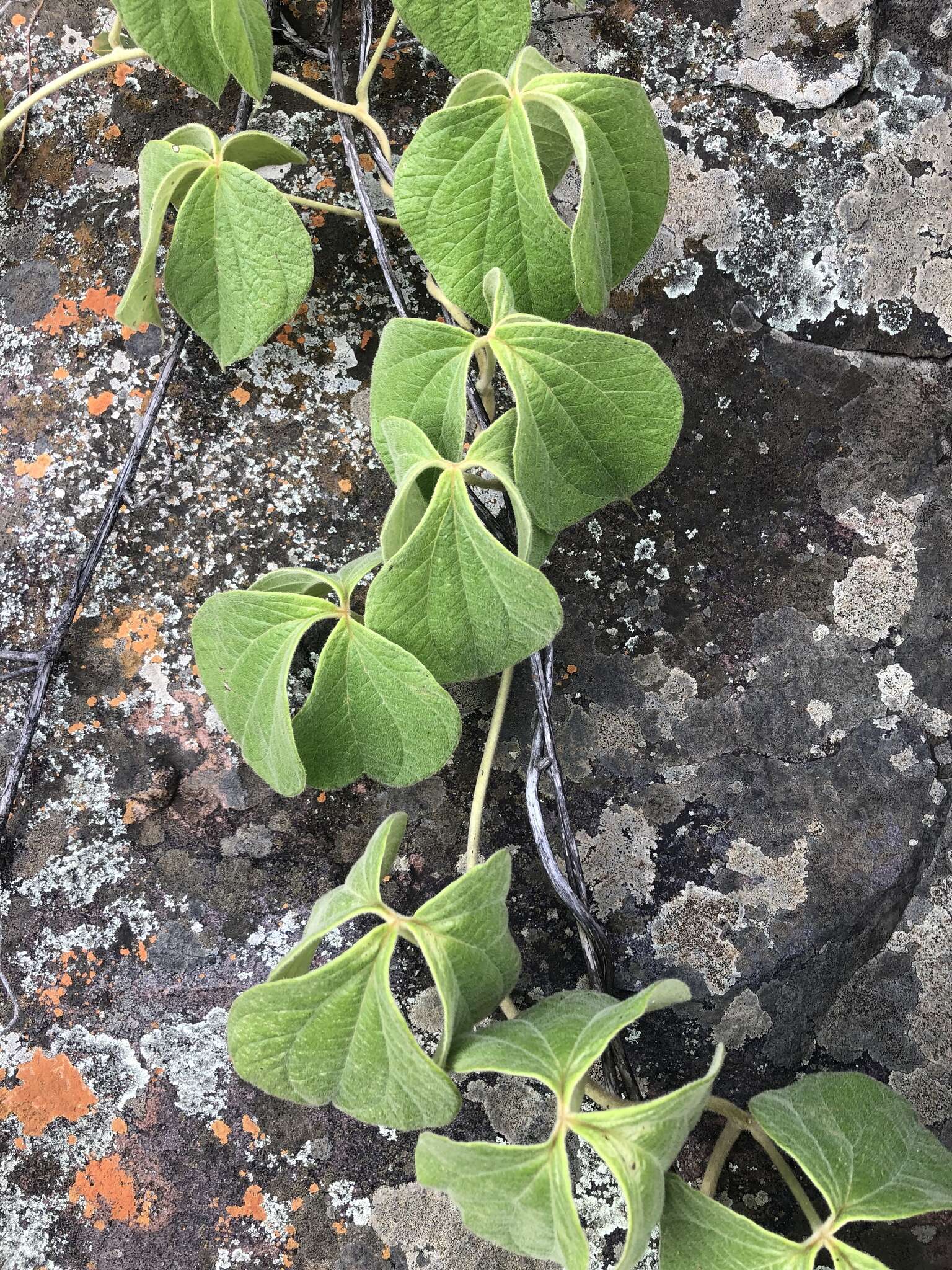 Dioscorea dregeana (Kunth) T. Durand & Schinz的圖片