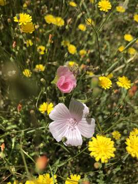 Imagem de Malva hispanica L.