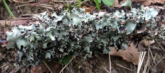 Image of Black stone flower