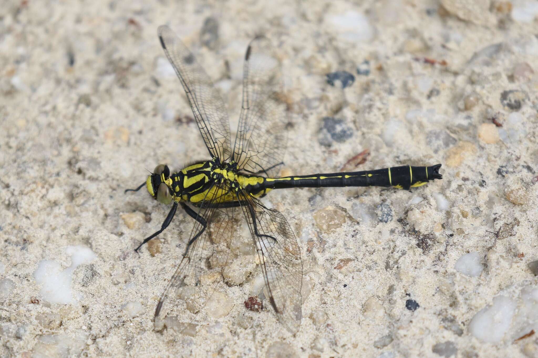 Image of Club-tailed Dragonfly