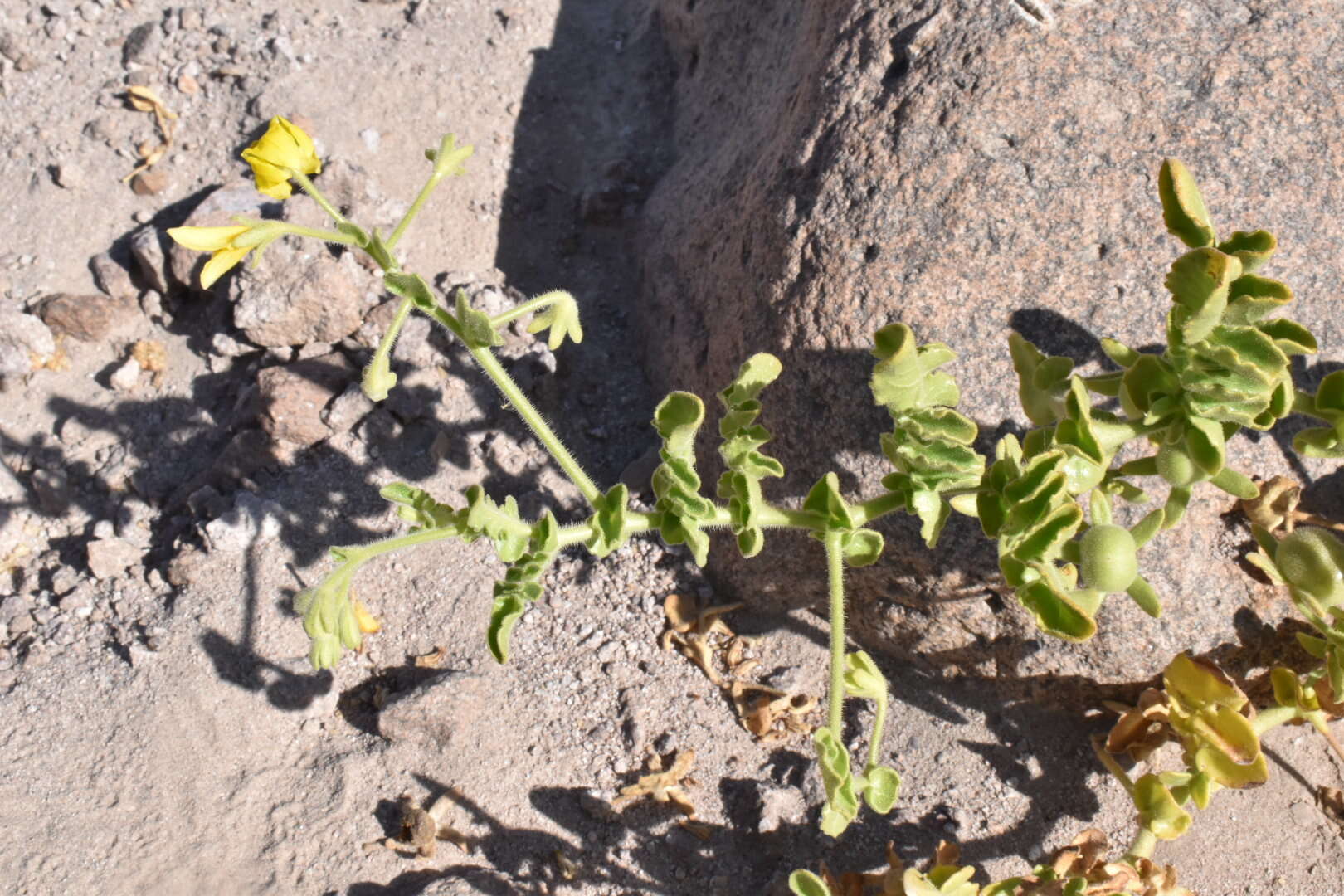 Imagem de Solanum pennellii Correll