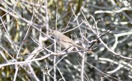 Image of Lantz's Brush-warbler