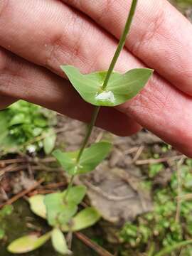 Image of Blackstonia grandiflora (Viv.) Pau