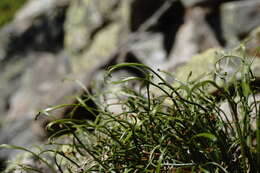 Asplenium septentrionale subsp. caucasicum Fraser-Jenkins & Lovis resmi