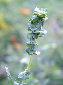 Image de Atriplex tatarica L.