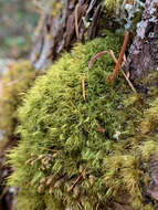 Image of dicranum moss