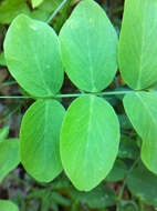 Image of fewflower pea