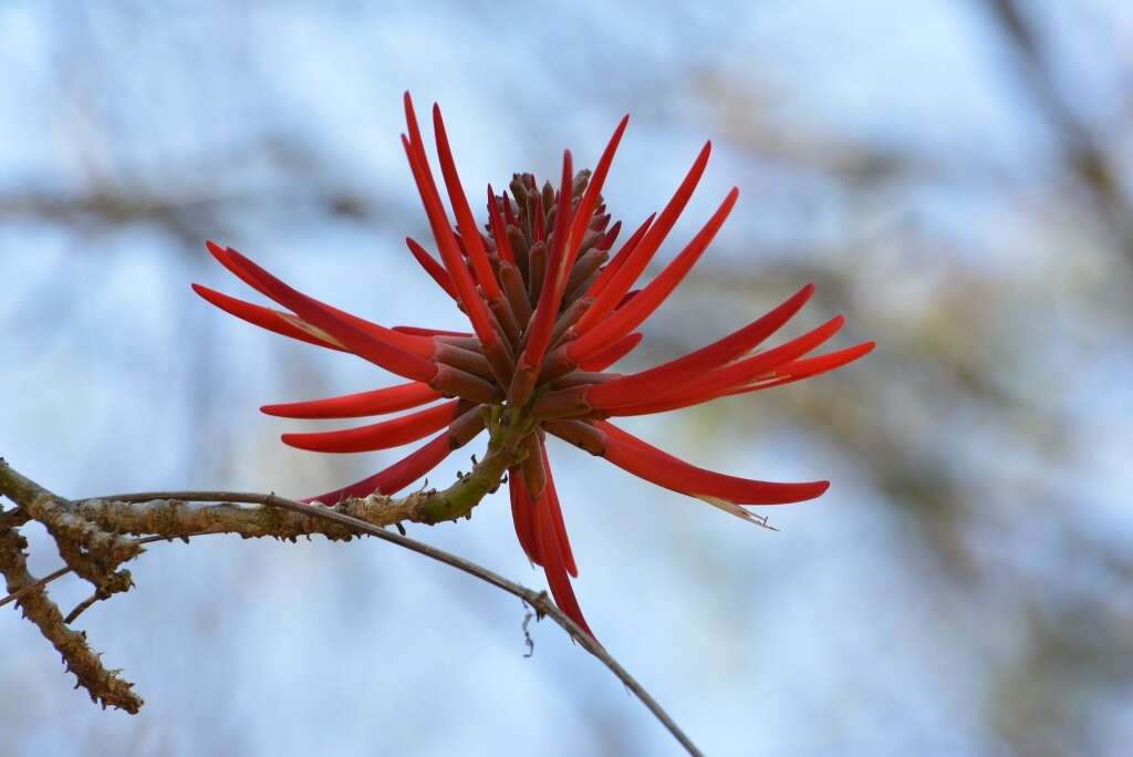 Imagem de Erythrina chiapasana Krukoff