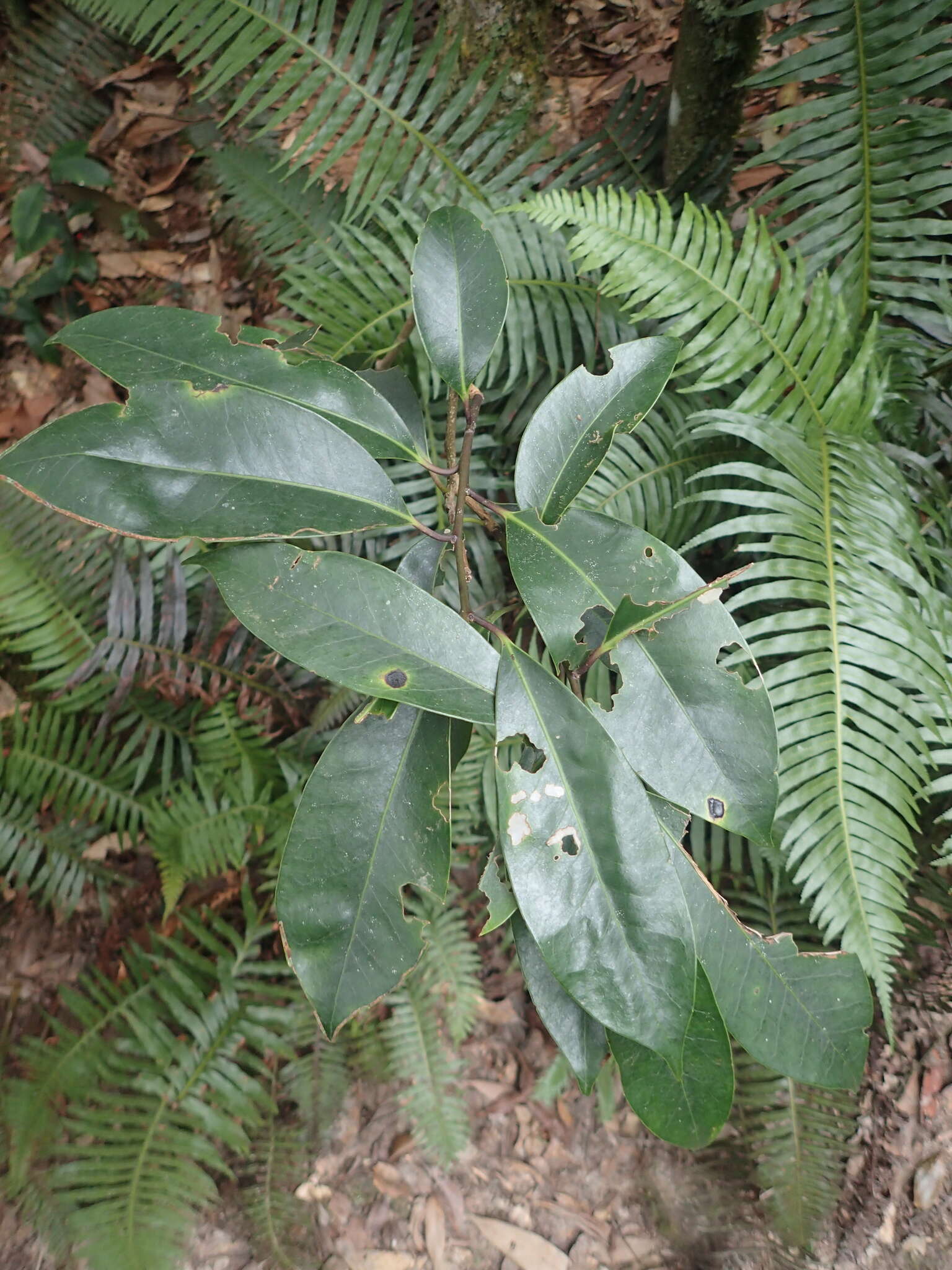 Image of Ilex tugitakayamensis Sasaki