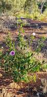 Image of Sturt's desert rose