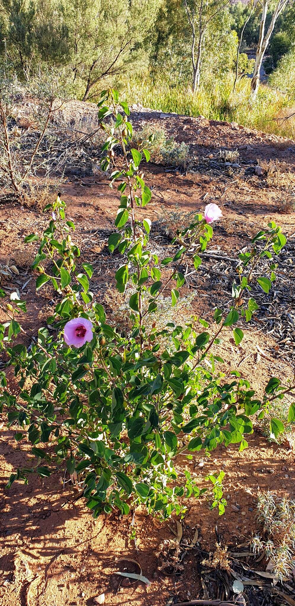 Image of Sturt's desert rose