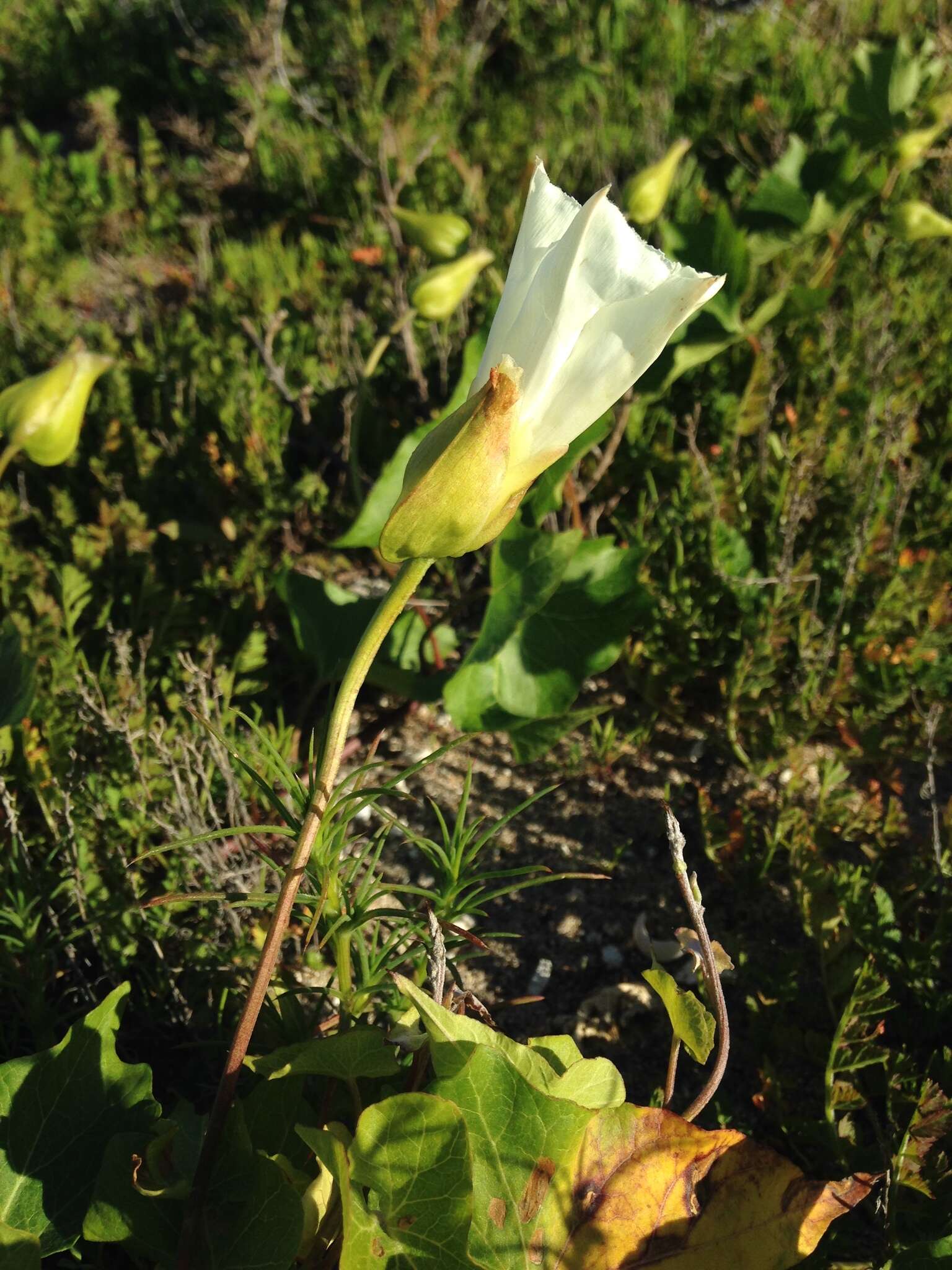 Image of island false bindweed