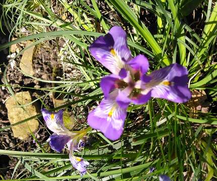 Image of Iris unguicularis subsp. carica (Wern. Schulze) A. P. Davis & Jury