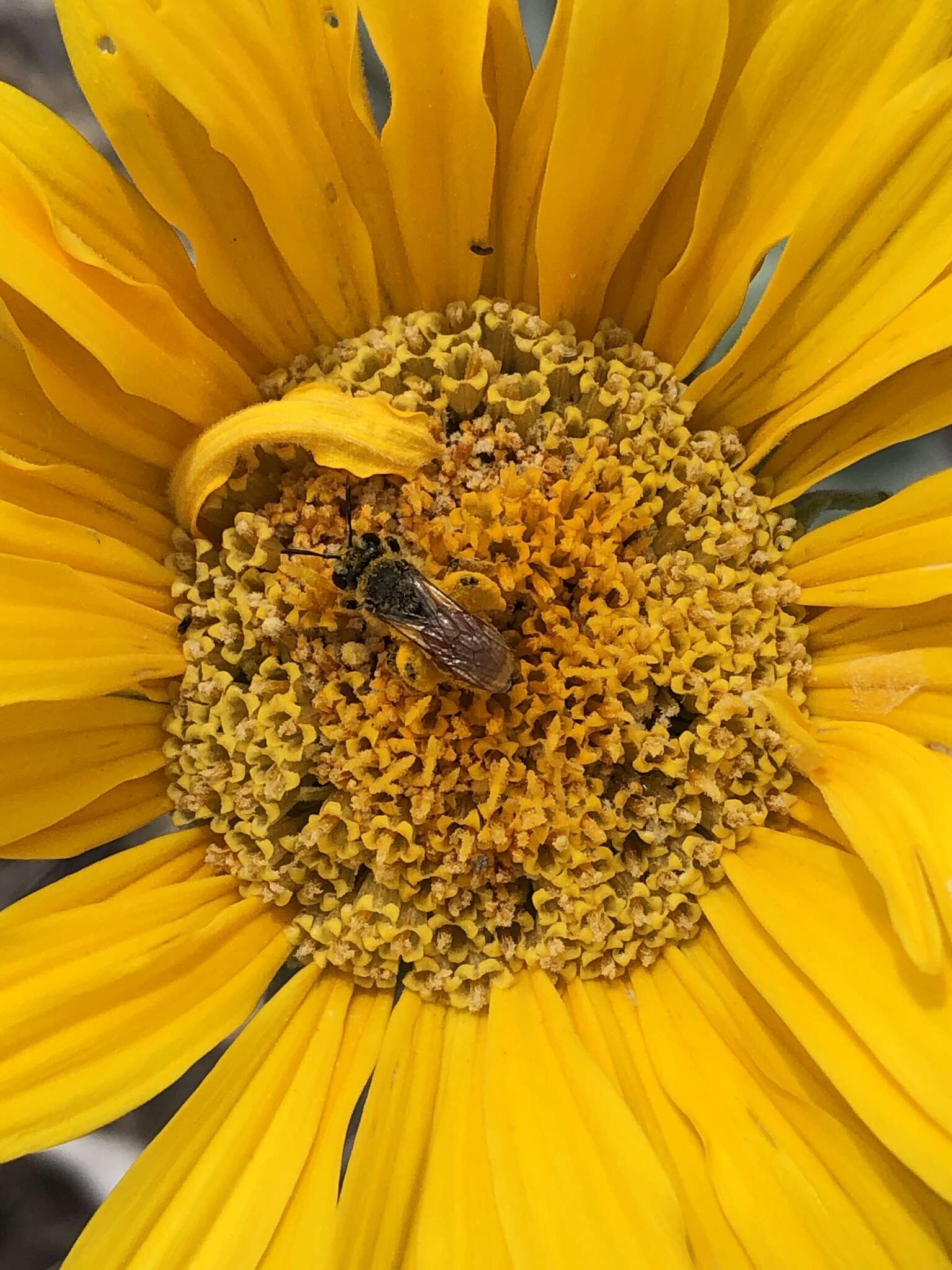 Image of Andrena balsamorhizae La Berge 1967