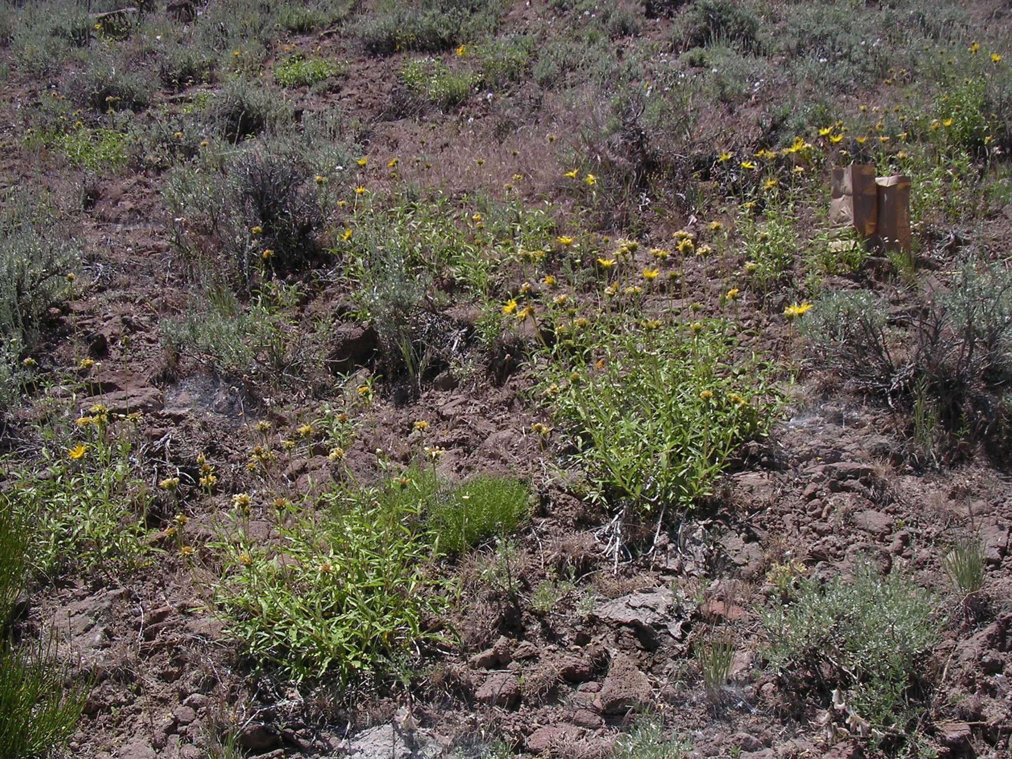 Image of Cusick's sunflower