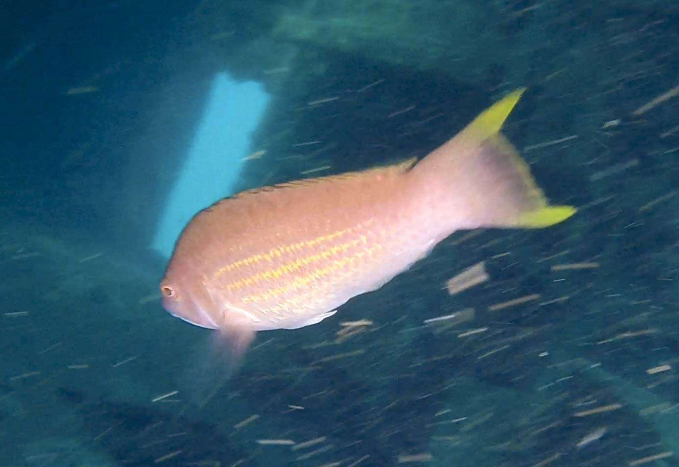 Image of Rosy parrotfish