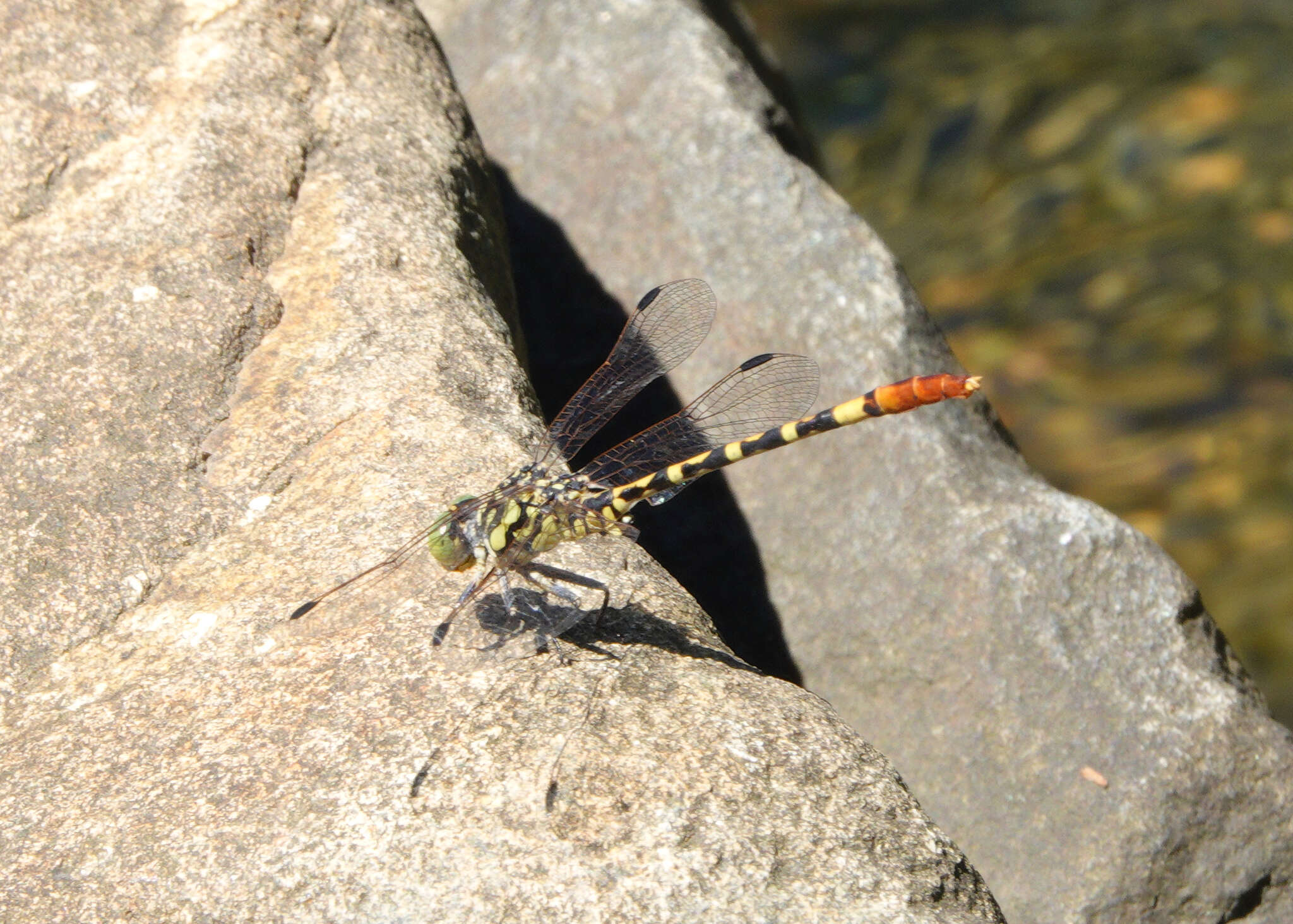 Image of Austroepigomphus turneri (Martin 1901)