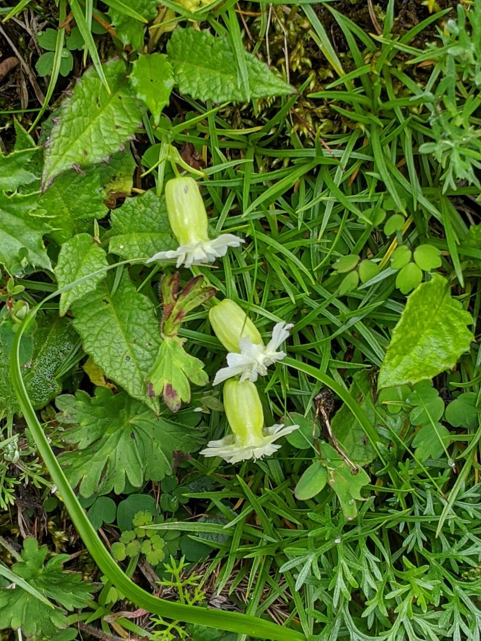 Image of Silene morrisonmontana var. glabella (Ohwi) Ohwi & Ohashi