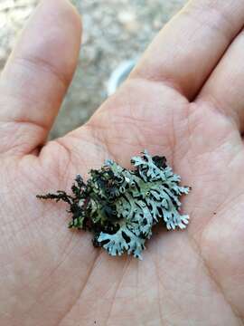 Image of shield lichen