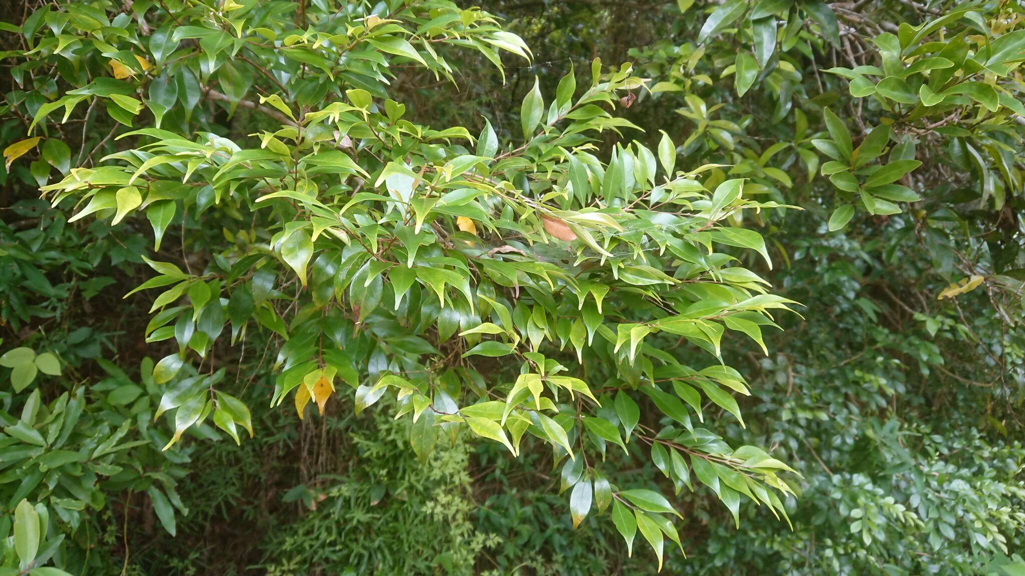 Syzygium acuminatissimum (Bl.) DC. resmi