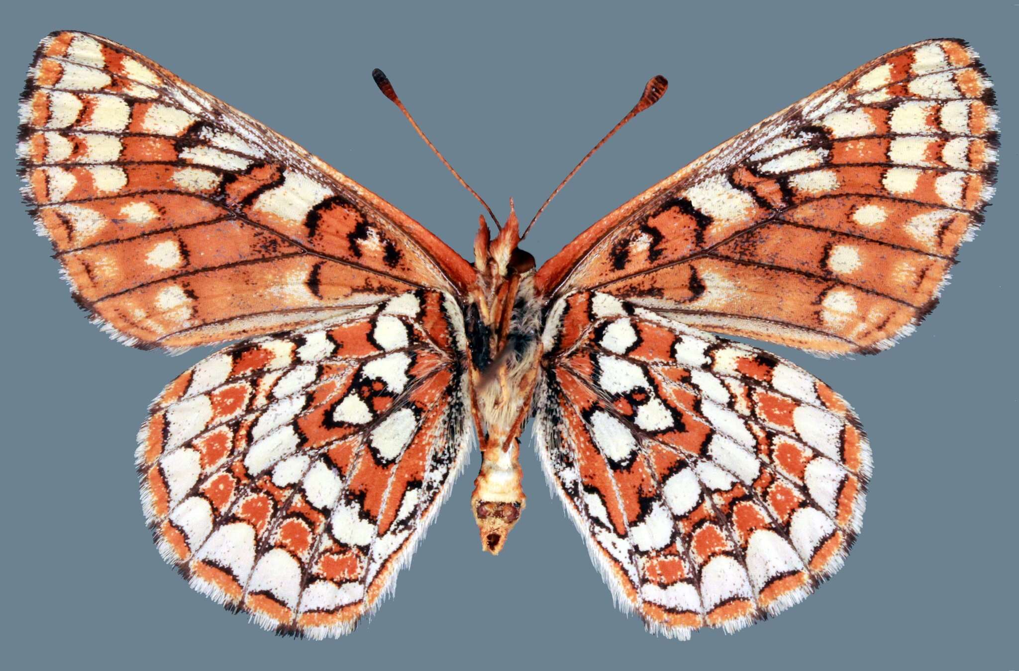 Imagem de Euphydryas editha lehmani Gunder 1929