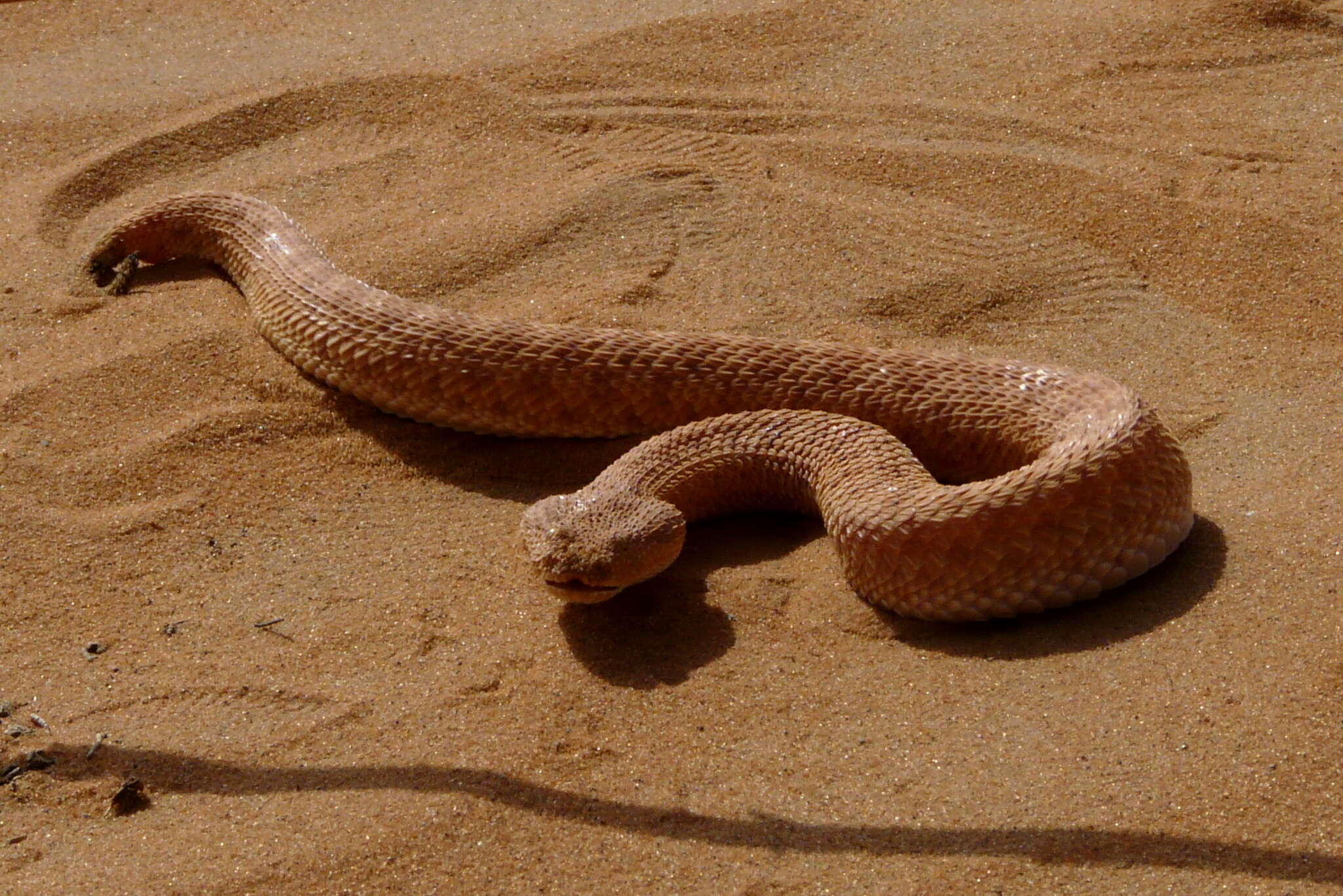 Cerastes vipera (Linnaeus 1758) resmi