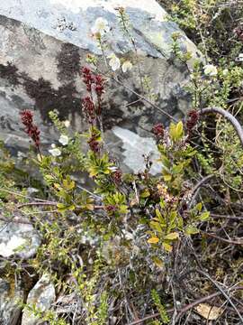 Image of Tetracarpaea tasmanica Hook. fil.