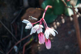 Image of <i>Crassula <i>capensis</i></i> var. capensis