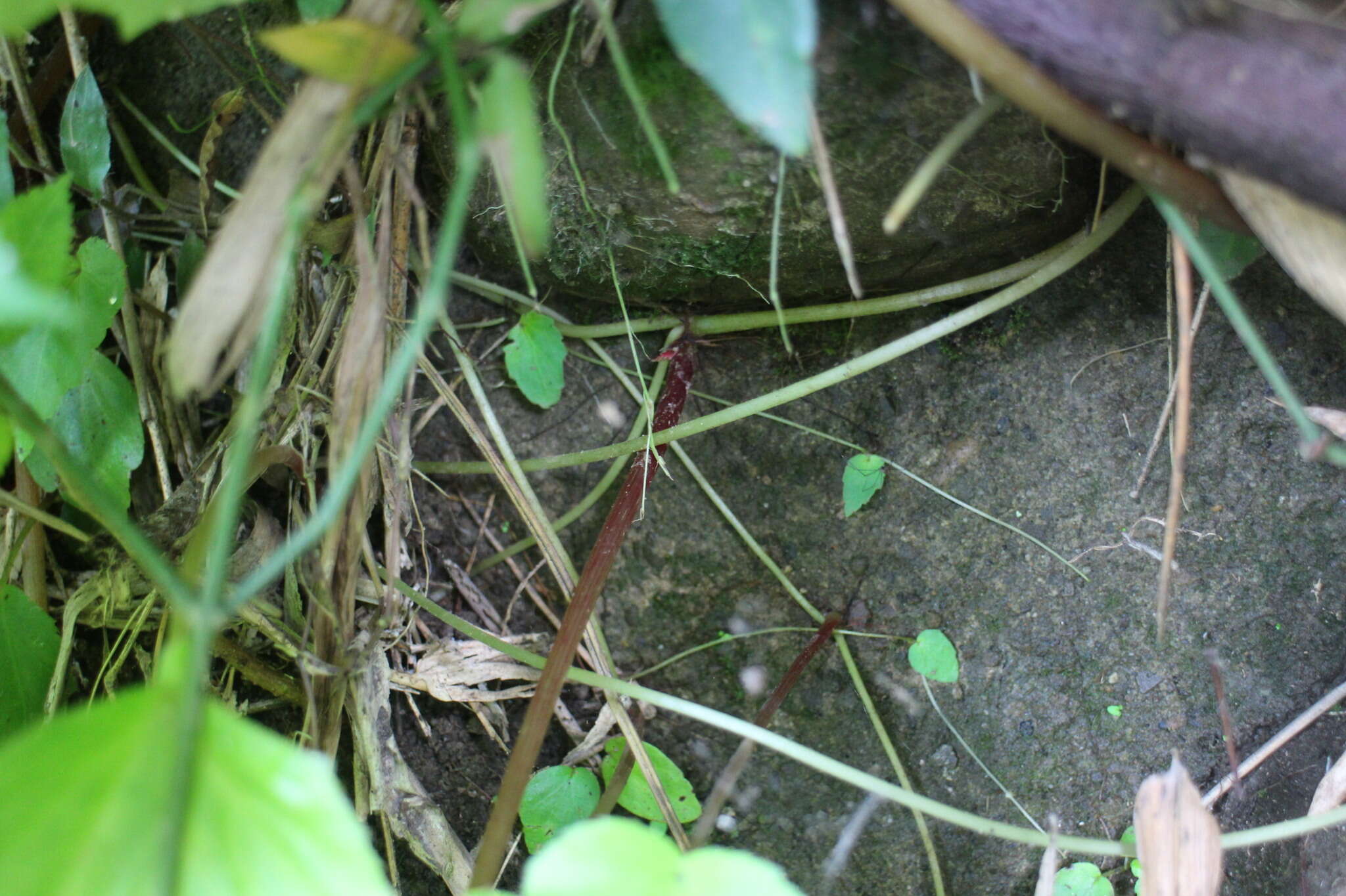 Image of Begonia ravenii C. I. Peng & Y. K. Chen