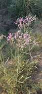 Image of Vernonia incana Less.