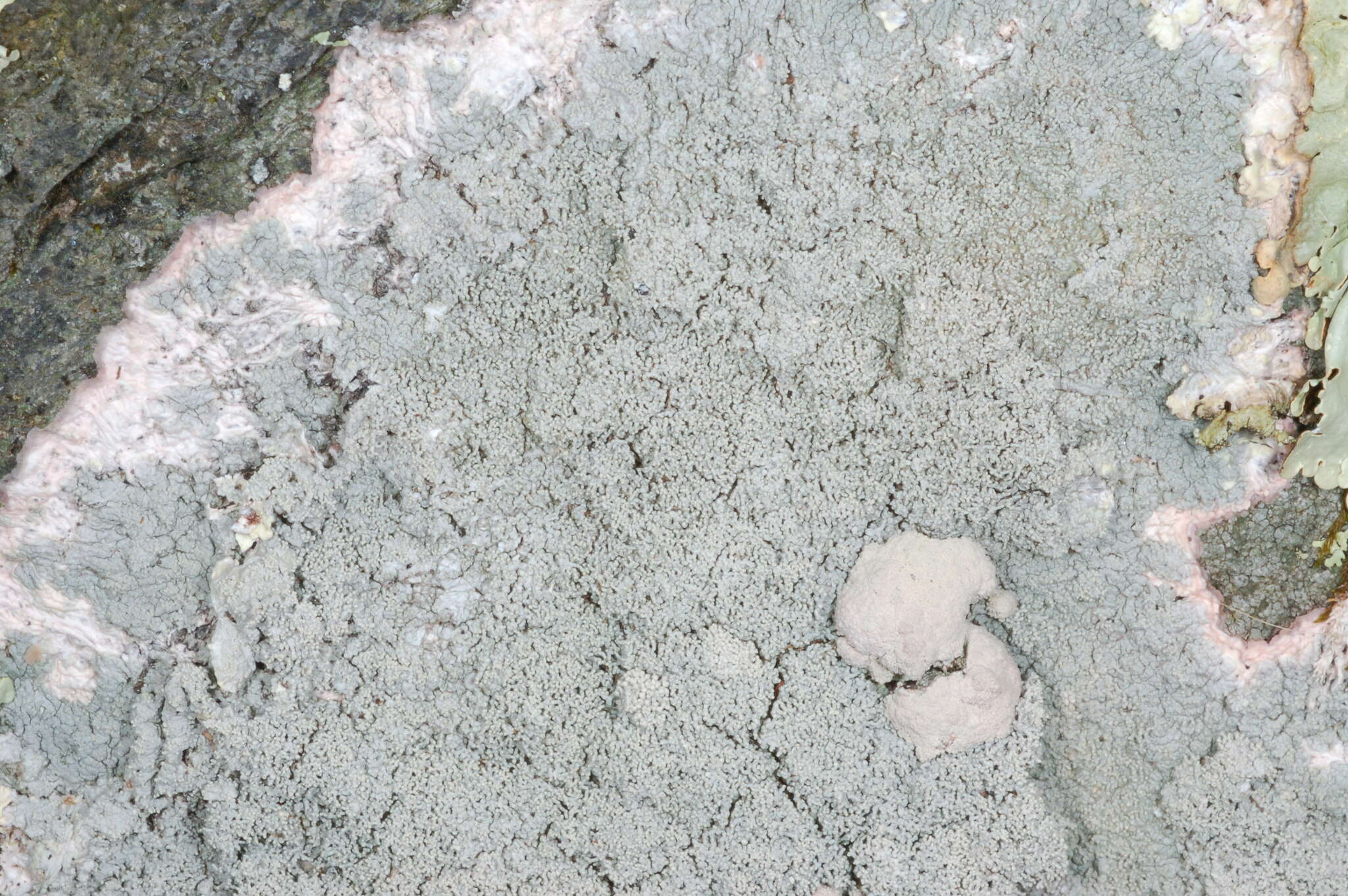 Image of Yasuda's crabseye lichen