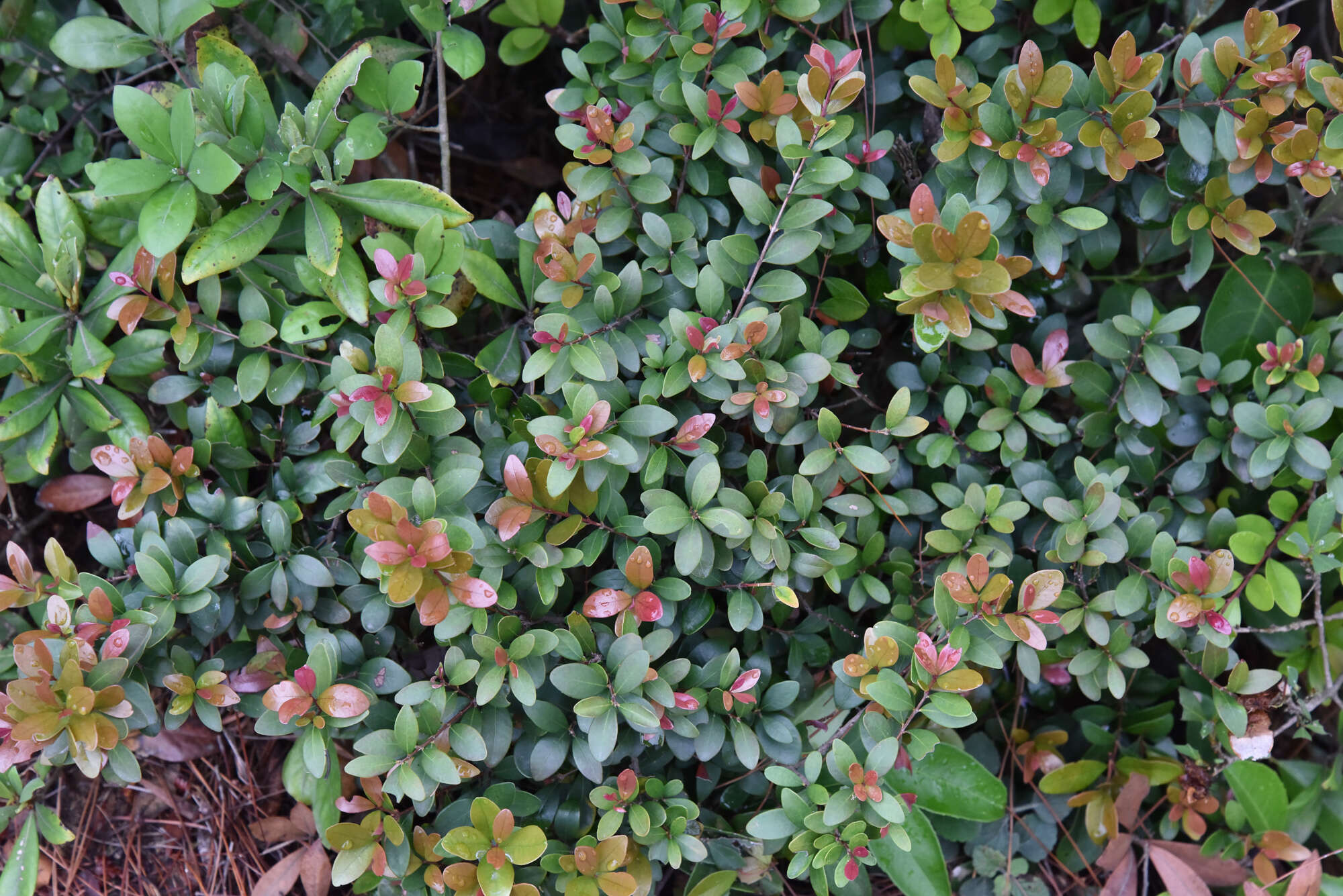 Image of Syzygium buxifolium Hook. & Arn.