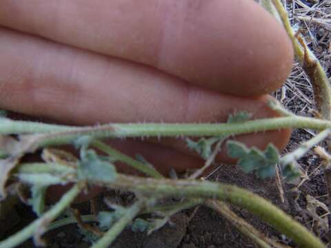 Image of flatspine bur ragweed