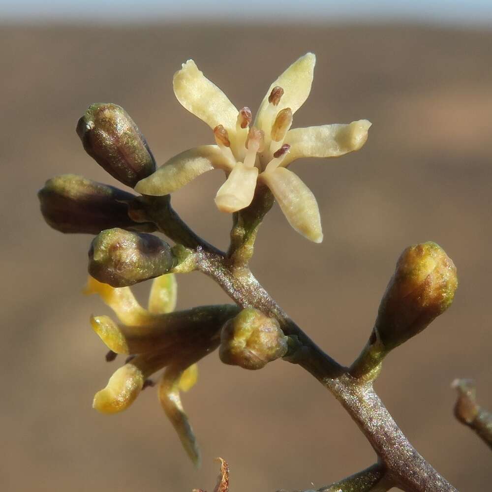 Слика од Dioscorea elephantipes (L'Hér.) Engl.