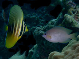 Image of Ambon damsel