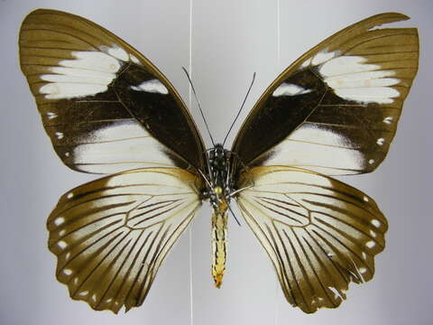 Image of <i>Papilio <i>dardanus</i></i> dardanus