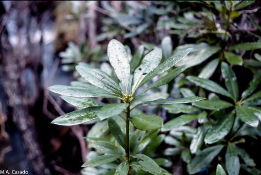 Imagem de Rhododendron ponticum subsp. baeticum (Boiss. & Reuter) Hand.-Mazz.