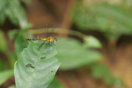 Imagem de Amphithemis vacillans Selys 1891