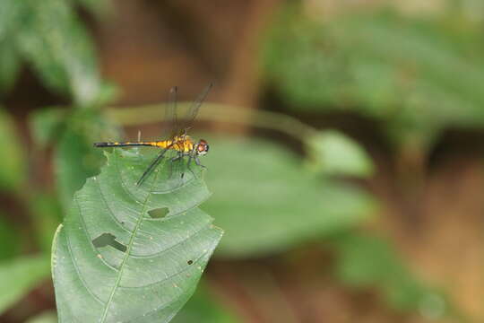 Imagem de Amphithemis vacillans Selys 1891