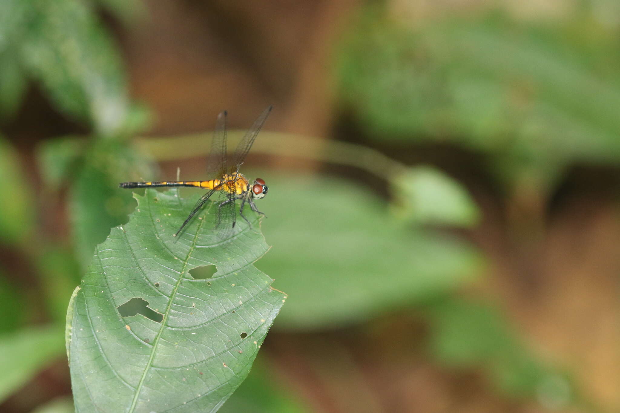 Amphithemis vacillans Selys 1891 resmi