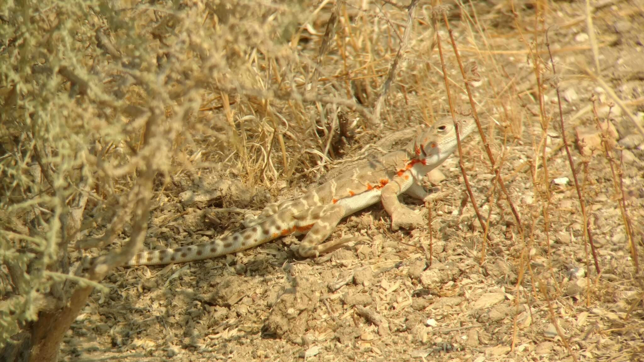 Image of Bluntnose Leopard Lizard