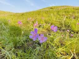 Imagem de Geranium linearilobum DC. ex Lam. & DC.